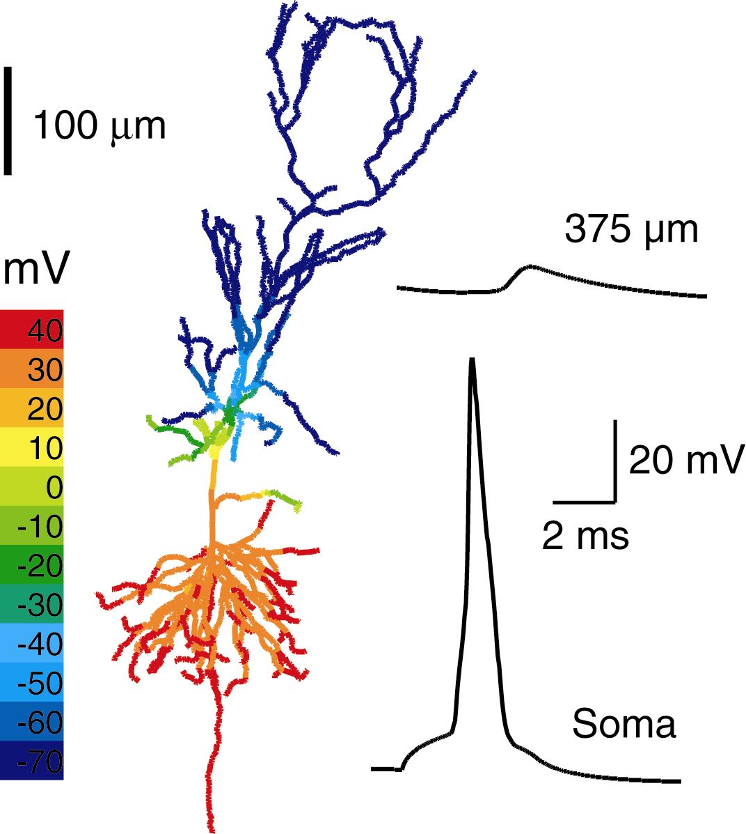 Introduction to Computational Neuroscience